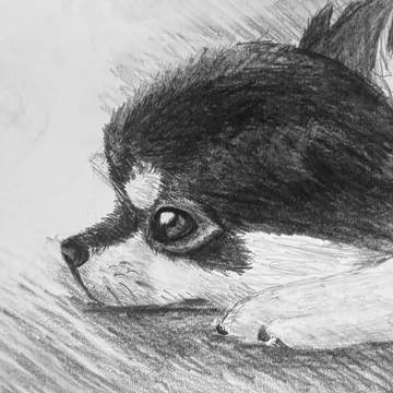 鉛筆画：チワワ
