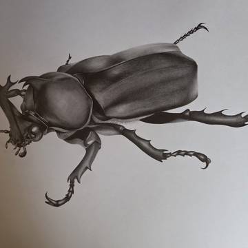 カブトムシ