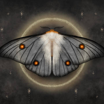 Ghostly silk moth