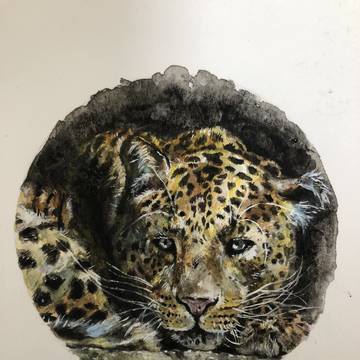 野生の休息