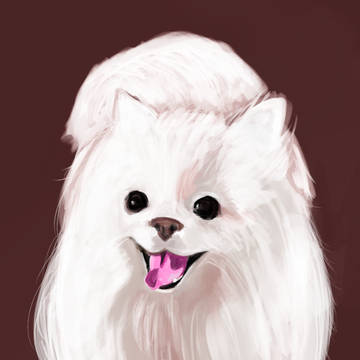 My little Dog