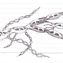 Ma-de-mo's (Sketch)