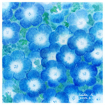 nemophila