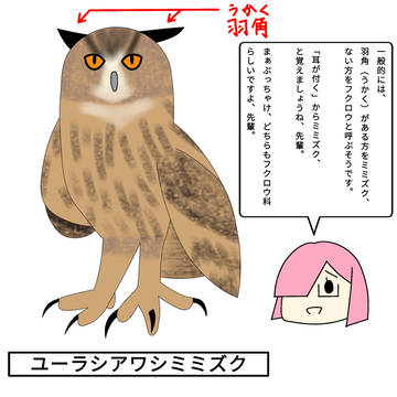 ユーラシアワシミミズク
