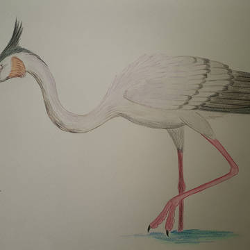 Palaelodus