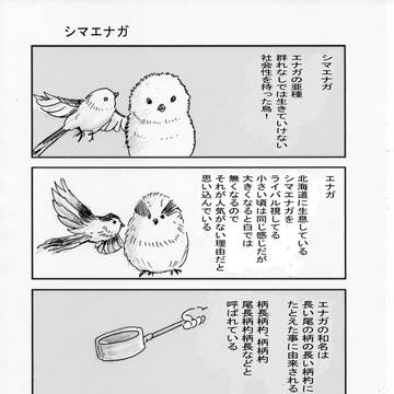 シマエナガ
