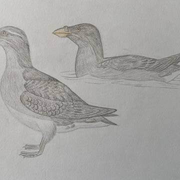 ウトウとツノメドリ属