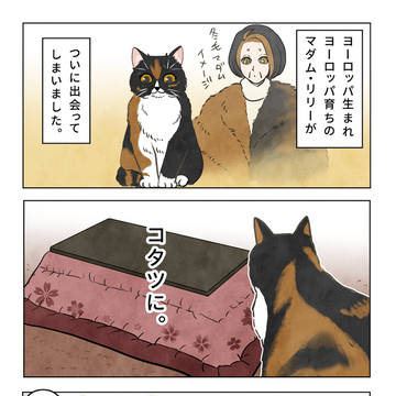 ヨーロッパ育ちのマダム猫リリー コタツ編