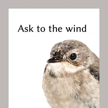 Ask to the wind