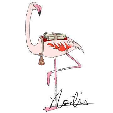 Greater Flamingo