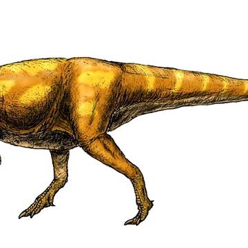 Daspletosaurus horneri