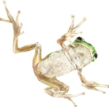 カエル