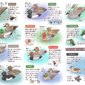 そのへんの池にいる カモずかん