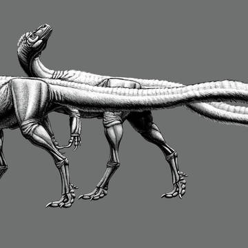 Moros intrepidus