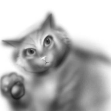 Cat with hair tie