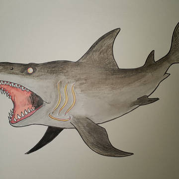 Carcharodon fons calidus