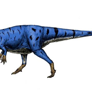 Allosaurus jimmadseni