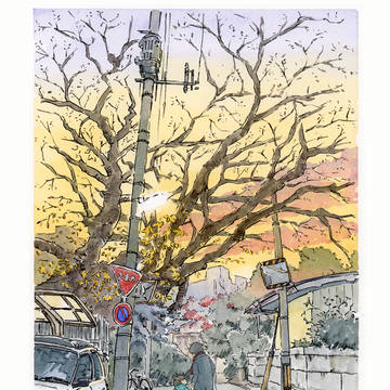 大樹通りの夕暮れ