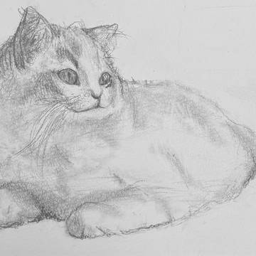 猫