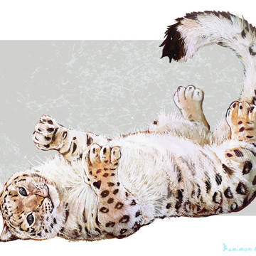 ごろごろユキヒョウ