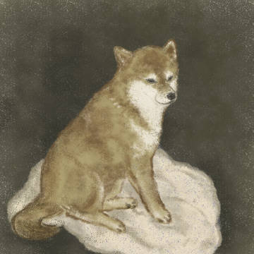 柴犬イラスト
