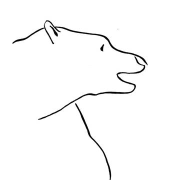 Polar bear