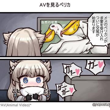 AV 보는 펠리카