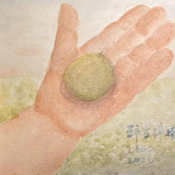 野生檸檬