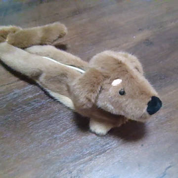 Very very long dog!!!!