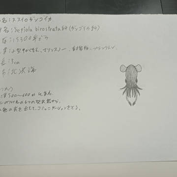 オルビ・ステラ内の生物