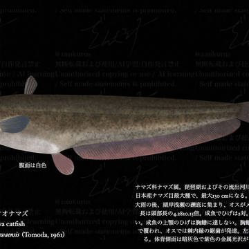 ビワコオオナマズ Silurus biwaensis