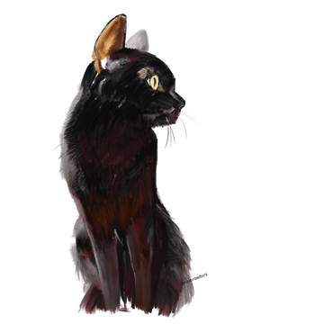 ねここ