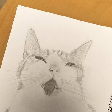 飼い猫