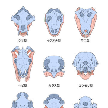 動物の頭骨図解イラスト