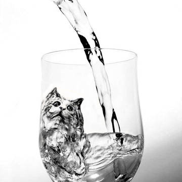 water cat