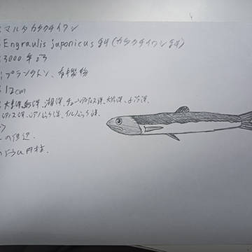 オルビ・ステラ内の生物