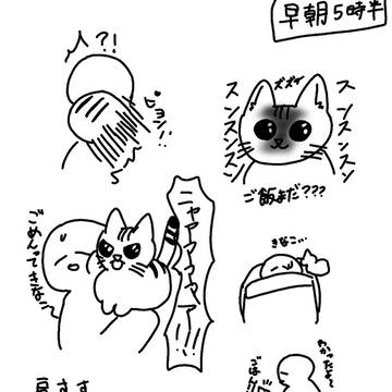 うちの猫その19