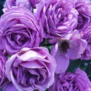 薔薇素材
