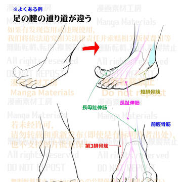 個人メモ:足の腱の流れ