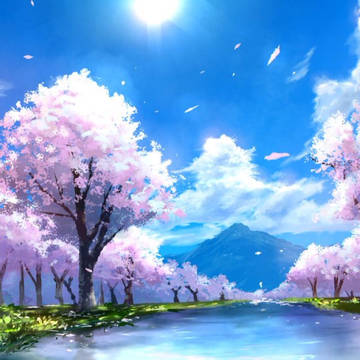 桜並木