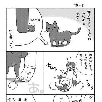 きくちょろまとめ