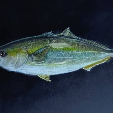 鰤