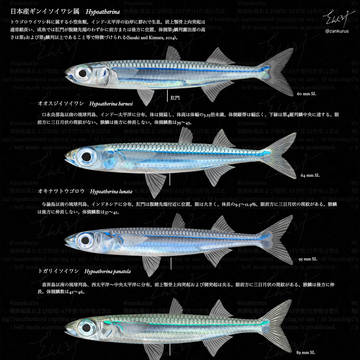 日本産ギンイソイワシ属　Hypoatherina