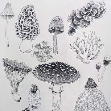 きのこのペン画