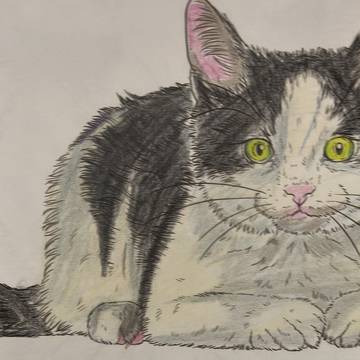 色鉛筆でネコの塗り絵