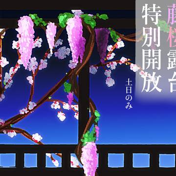 【DF人狼】高嶺城藤桜露台特別開放【さくら祭り2026】