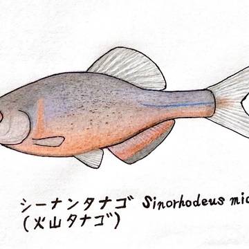 シーナンタナゴSinorhodeus microlepis