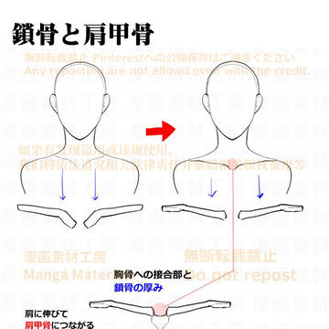 個人メモ:鎖骨