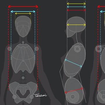 女性の体幹モデル化