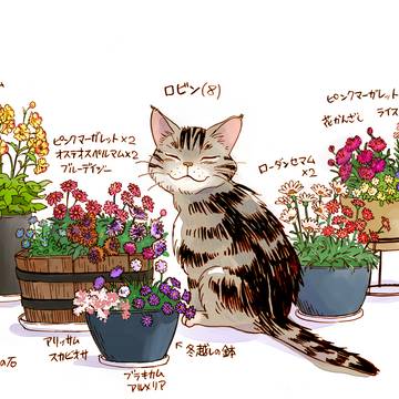 ベランダの花とロビン3